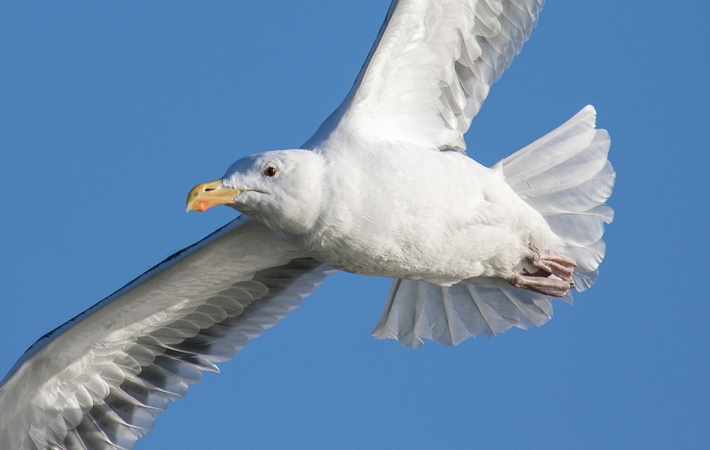 Mugnaiaccio  (Larus marinus)